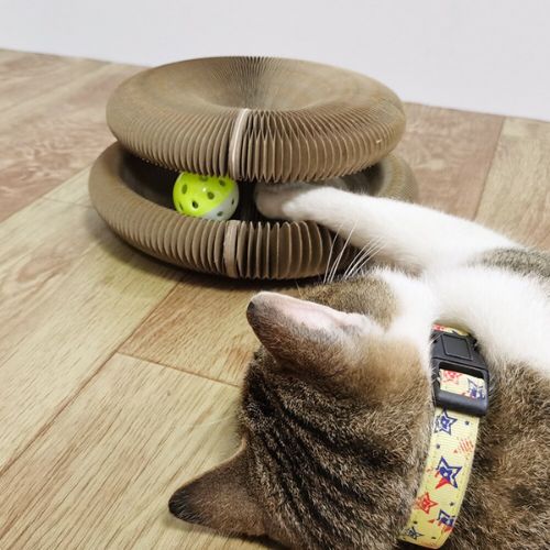 Cat playing with a cardboard cat toy on a wooden floor
