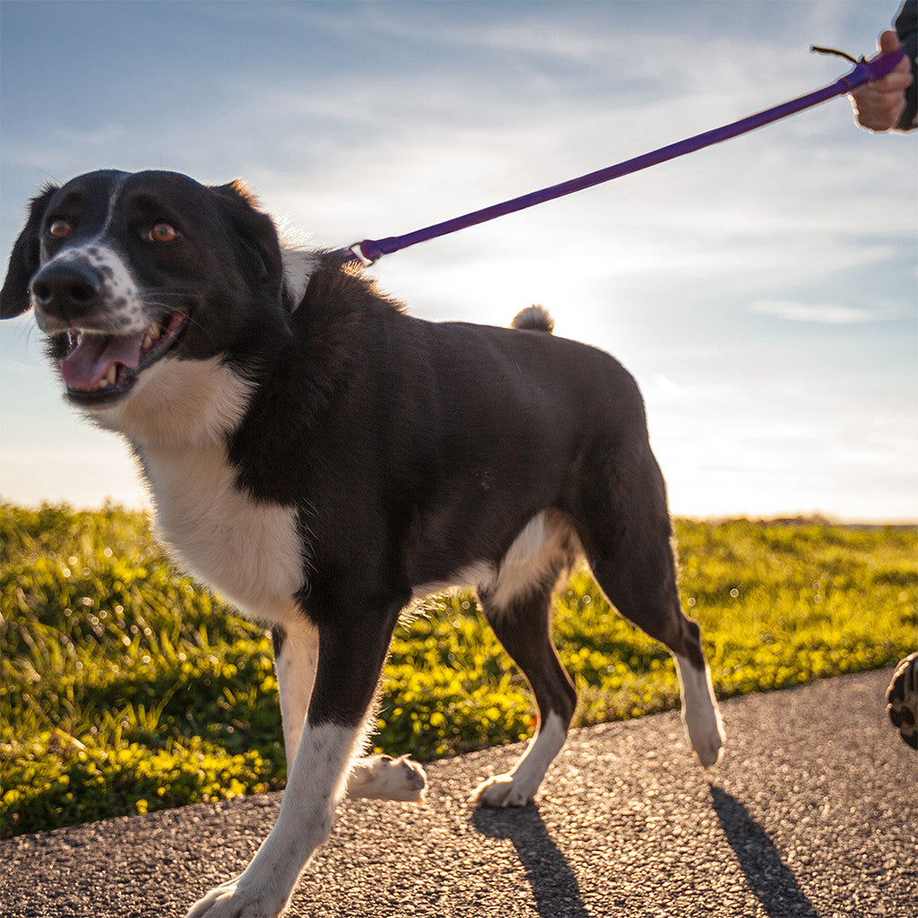 Dog on a leash walking outdoors with a clear sky
