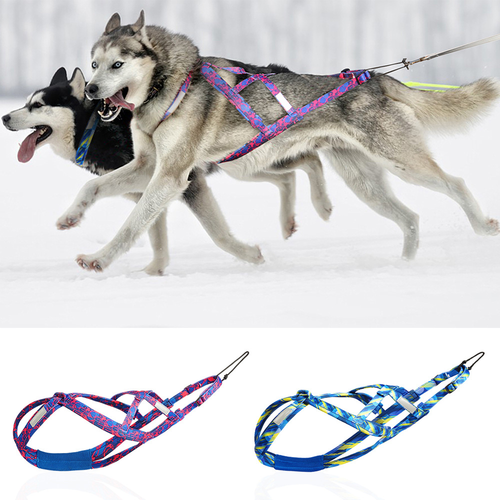 Two huskies wearing colorful harnesses pulling a sled on snow, with two different harness designs displayed below.