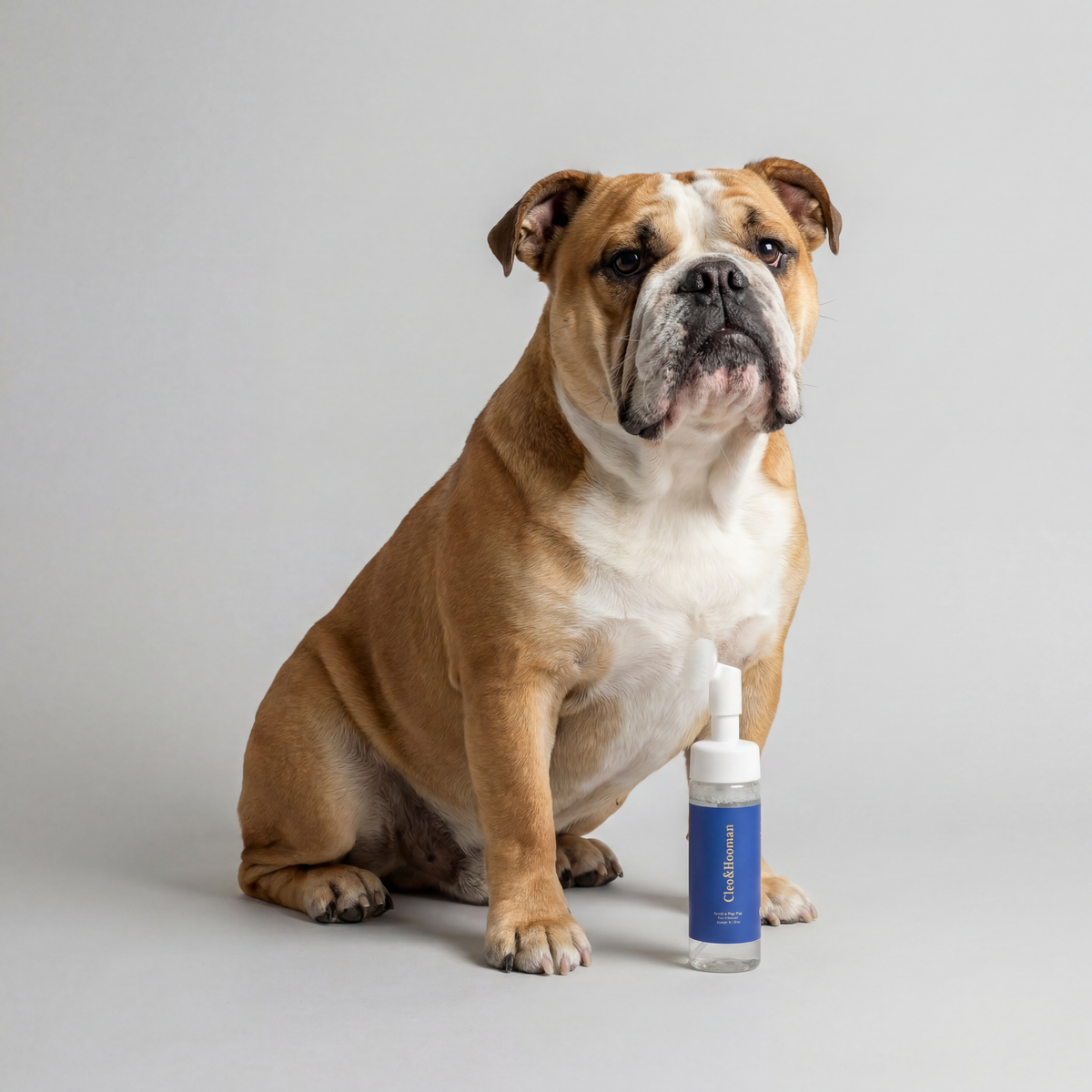 Brown and white bulldog sitting next to a blue and white bottle on a gray background
