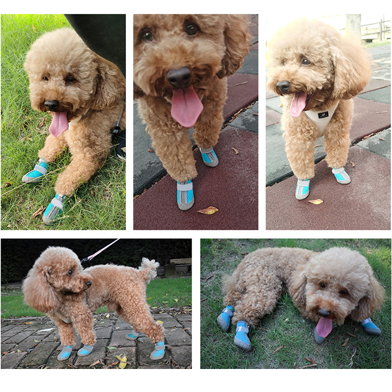 Collage of a dog wearing blue shoes in various settings