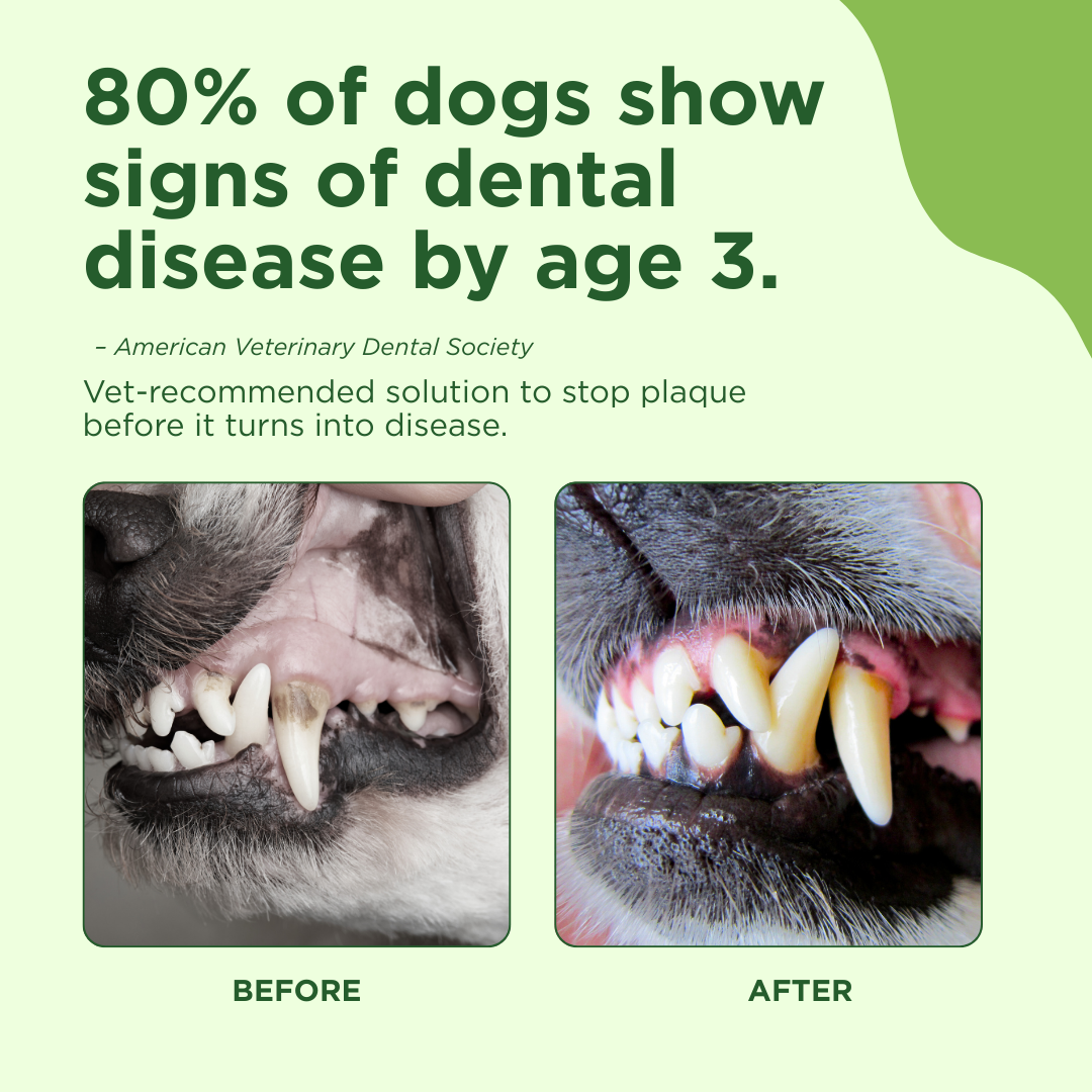 Before and after dental care images of a dog's mouth with text about dental disease and solutions.