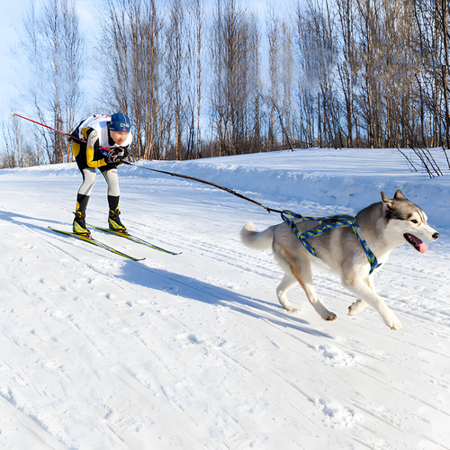 A cross-country skier in winter gear pulls a husky dog on a leash across a snowy slope, with bare trees and blue sky in the background.